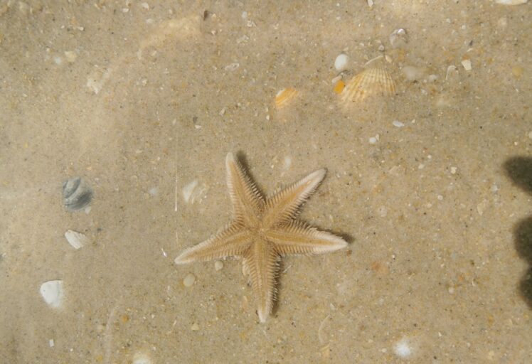 phone free retreat Portugal Algarve